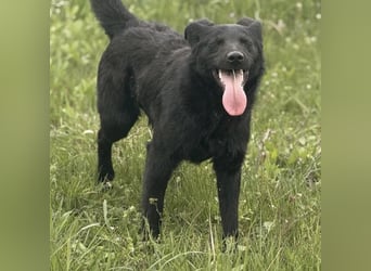 Bo ein feiner Hundebub