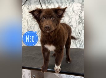 Neo ein Schoko-Traum
