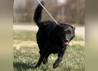 Boba eine fröhliche freundliche Hündin