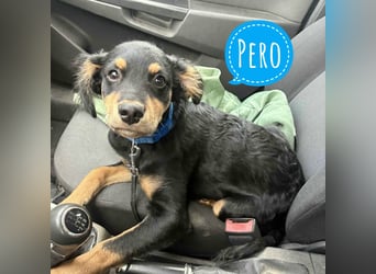 Pero ein kleiner fröhlicher