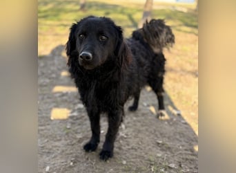 Indy ein zarter Hundebub