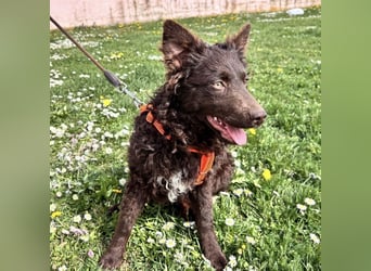 Kava eine treue Begleiterin fürs Leben