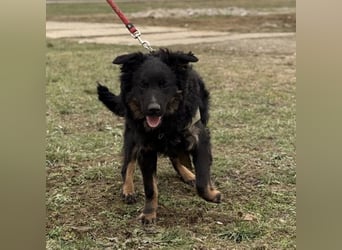 Atlas ein wundervoller Rüde