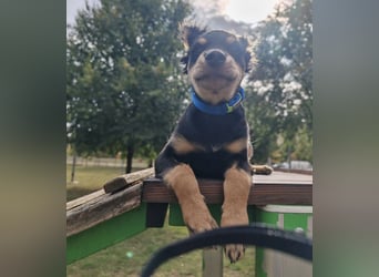 Pero ein kleiner fröhlicher