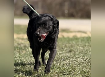 Boba eine fröhliche freundliche Hündin