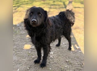 Indy ein zarter Hundebub