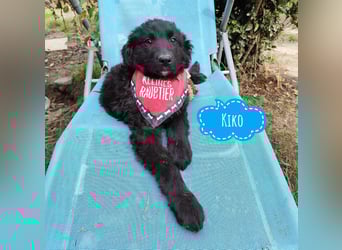 Kiko ein wundervoller Schatz