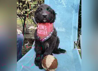 Kiko ein wundervoller Schatz