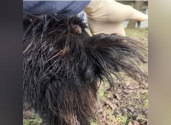 Marlo ein gutmütiger Rüde