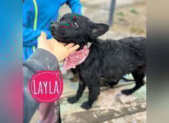 Layla ein sanfter ruhiger Schatz