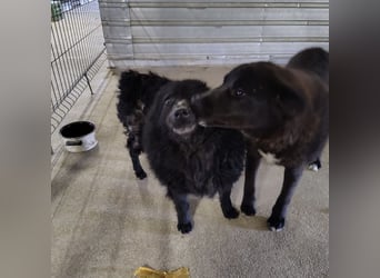 Lord - wird er je eine Chance bekommen?