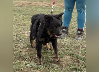 Atlas ein wundervoller Rüde