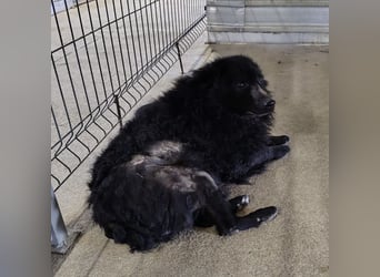 Lord - wird er je eine Chance bekommen?