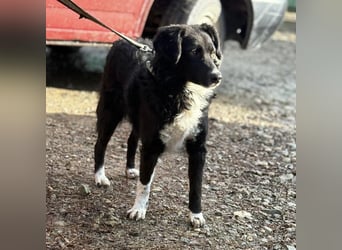 Hugo ein gutmütiger lieber Schatz