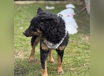 Bessie ein sportlicher Schatz