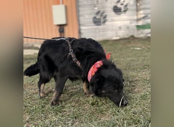 Amigo ein Engel auf vier Pfoten