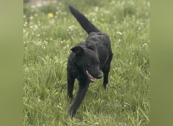 Bo ein feiner Hundebub