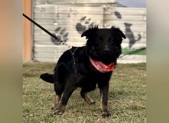 Amigo ein Engel auf vier Pfoten