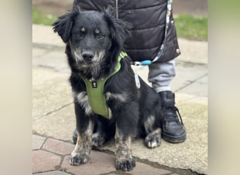 Ledo ein Schatz auf vier Pfoten