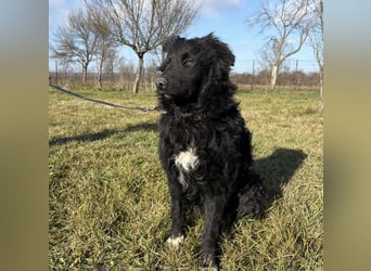 Charlie ein lieber Hundebub