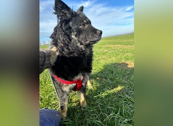 Laloo ein Schatz auf vier Pfoten