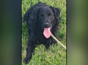 Buddy ein Traumwesen