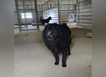 Lord - wird er je eine Chance bekommen?