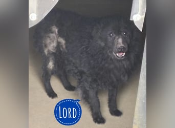 Lord - wird er je eine Chance bekommen?