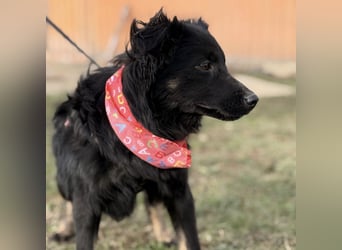 Amigo ein Engel auf vier Pfoten