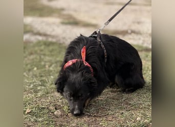 Amigo ein Engel auf vier Pfoten