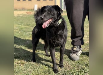 Boba eine fröhliche freundliche Hündin