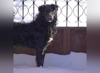 Edo ein freundlicher verspielter Rüde