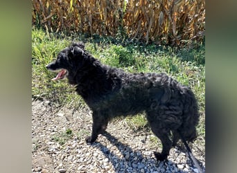 Zelda eine absolute Seelenhündin