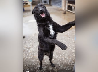 Dado ein absoluter Schatz