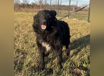 Dobri wartet viel zu lange