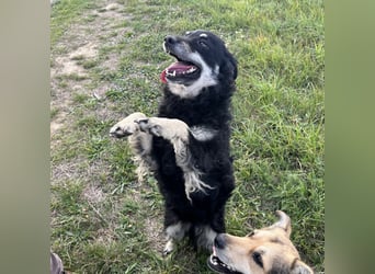Kika ein Traumwesen