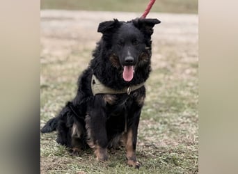 Atlas ein wundervoller Rüde