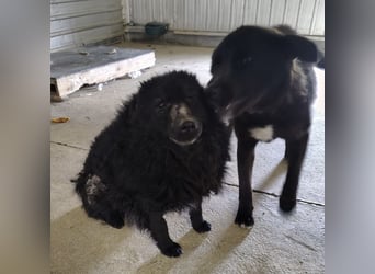 Lord - wird er je eine Chance bekommen?