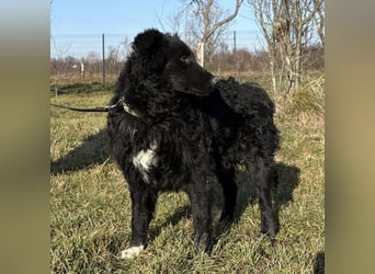 Charlie ein lieber Hundebub