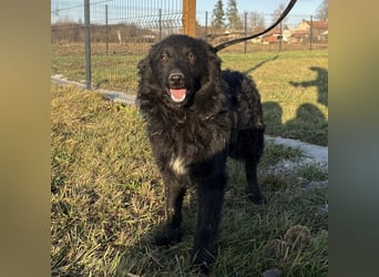 Dobri wartet viel zu lange