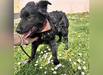 Stipo ein freundlicher Welpenbub