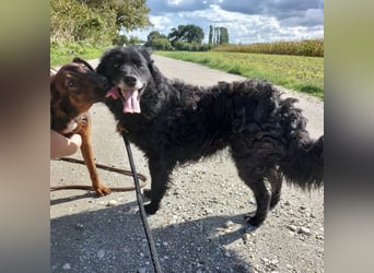 Zelda eine absolute Seelenhündin