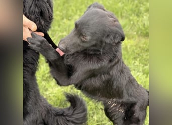 Bo ein feiner Hundebub