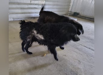 Lord - wird er je eine Chance bekommen?