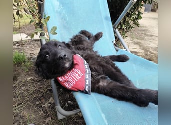 Kiko ein wundervoller Schatz