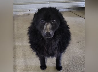 Lord - wird er je eine Chance bekommen?