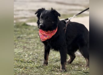 Amigo ein Engel auf vier Pfoten