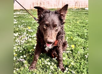 Kava eine treue Begleiterin fürs Leben