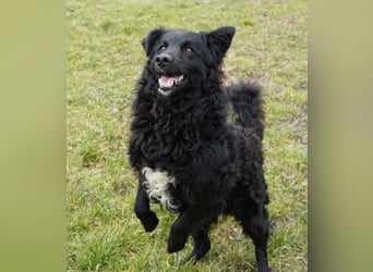 Edo ein freundlicher verspielter Rüde