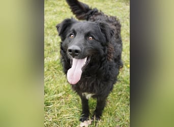 Edo ein freundlicher verspielter Rüde